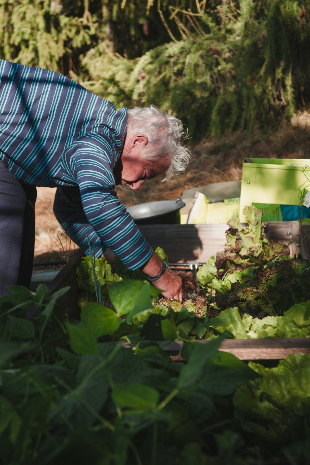 seniors gardening together